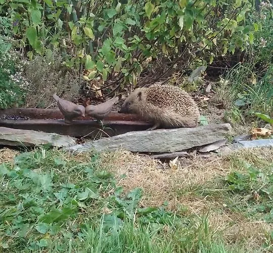 Le Moulin D' Eree, Insolite De Charme Kır Evi Soudan (Loire-Atlantique)